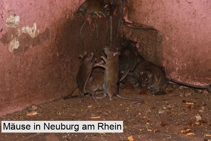 Mäuse in Neuburg am Rhein